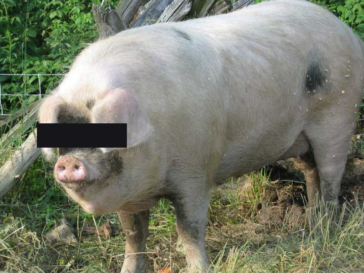 Pig